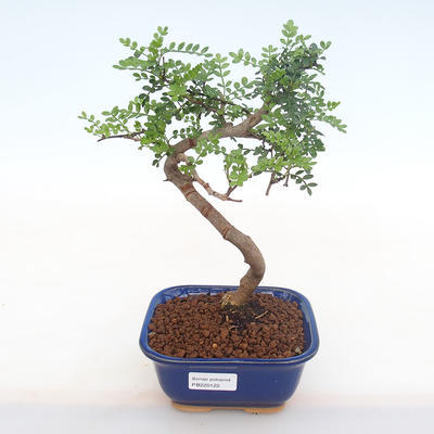 Kryty bonsai - Zantoxylum piperitum - Drzewo pieprzowe PB220122 - 1