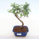 Kryty bonsai - Zantoxylum piperitum - Drzewo pieprzowe PB220122 - 1/4