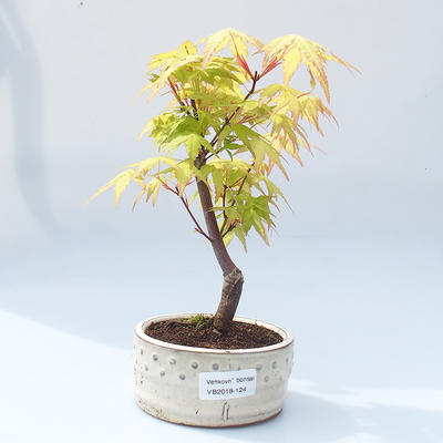 Outdoor bonsai - Acer pal. Sango Kaku - Auburn Maple
