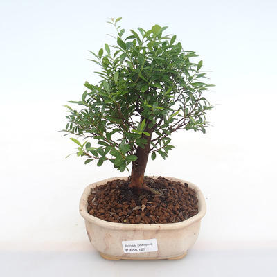 Kryty bonsai - Syzygium - Pimentovník PB220125 - 1