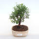 Kryty bonsai - Syzygium - Pimentovník PB220125 - 1/3