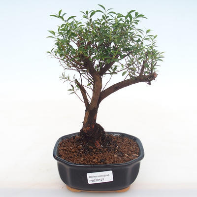 Kryty bonsai - Syzygium - Pimentovník PB220127 - 1
