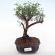 Kryty bonsai - Syzygium - Pimentovník PB220127 - 1/3