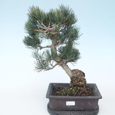 Pinus parviflora - Mała sosna VB2020-127 - 1