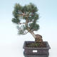 Pinus parviflora - Mała sosna VB2020-127 - 1/3