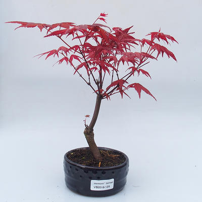 Outdoor bonsai - drzewo klonu - Acer palmatum DESHOJO - 1