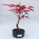 Outdoor bonsai - drzewo klonu - Acer palmatum DESHOJO - 1/2