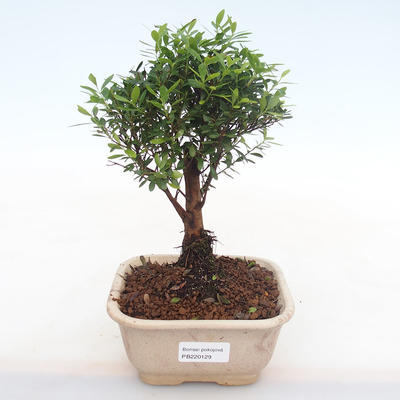 Kryty bonsai - Syzygium - Pimentovník PB220129 - 1
