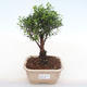 Kryty bonsai - Syzygium - Pimentovník PB220129 - 1/3