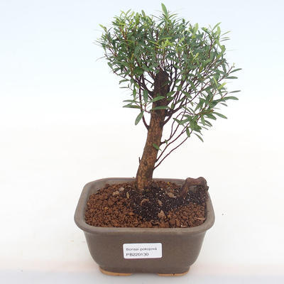 Kryty bonsai - Syzygium - Pimentovník PB220130 - 1