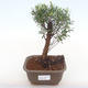 Kryty bonsai - Syzygium - Pimentovník PB220130 - 1/3