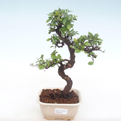 Kryty bonsai - Ulmus parvifolia - Wiąz mały liść PB220131 - 1
