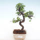 Kryty bonsai - Ulmus parvifolia - Wiąz mały liść PB220131 - 1/3