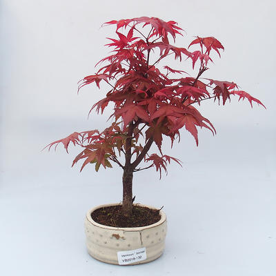 Outdoor bonsai - drzewo klonu - Acer palmatum DESHOJO - 1
