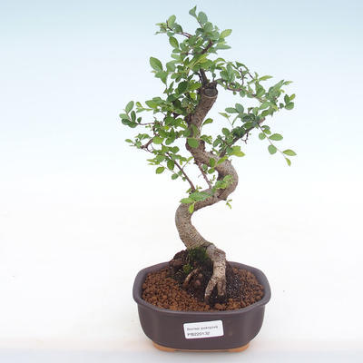 Kryty bonsai - Ulmus parvifolia - Wiąz mały liść PB220132 - 1