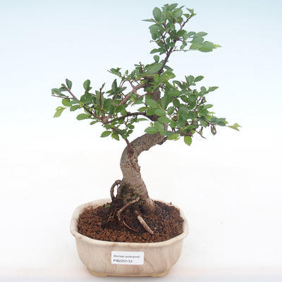 Kryty bonsai - Ulmus parvifolia - Wiąz mały liść PB220133 - 1