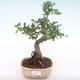 Kryty bonsai - Ulmus parvifolia - Wiąz mały liść PB220133 - 1/3