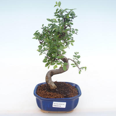 Kryty bonsai - Ulmus parvifolia - Wiąz mały liść PB220134 - 1