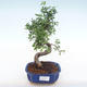 Kryty bonsai - Ulmus parvifolia - Wiąz mały liść PB220134 - 1/3