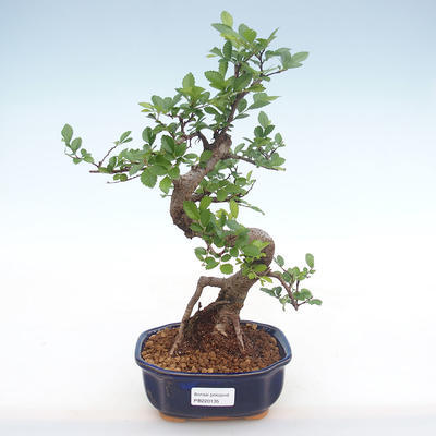 Kryty bonsai - Ulmus parvifolia - Wiąz mały liść PB220135 - 1