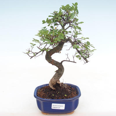 Kryty bonsai - Ulmus parvifolia - Wiąz mały liść PB220137 - 1