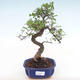Kryty bonsai - Ulmus parvifolia - Wiąz mały liść PB220137 - 1/3