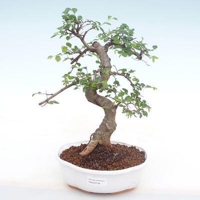 Kryty bonsai - Ulmus parvifolia - Wiąz mały liść PB220138 - 1