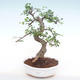 Kryty bonsai - Ulmus parvifolia - Wiąz mały liść PB220138 - 1/3
