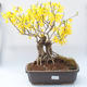 Outdoor bonsai - Zlatice - Forsythia intermedia Week End - 1/3