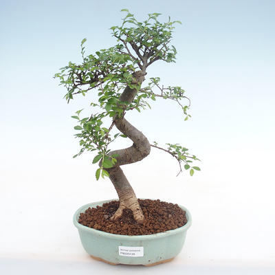 Kryty bonsai - Ulmus parvifolia - Wiąz mały liść PB220139 - 1