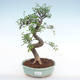 Kryty bonsai - Ulmus parvifolia - Wiąz mały liść PB220139 - 1/3