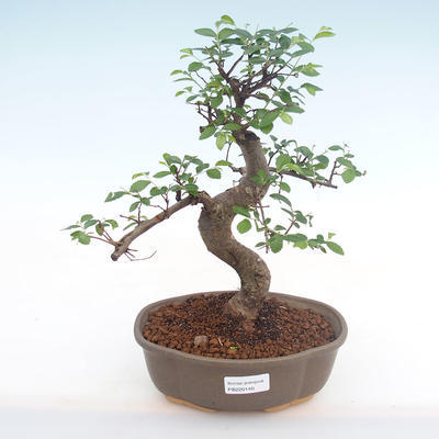 Kryty bonsai - Ulmus parvifolia - Wiąz mały liść PB220140 - 1