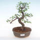 Kryty bonsai - Ulmus parvifolia - Wiąz mały liść PB220140 - 1/3