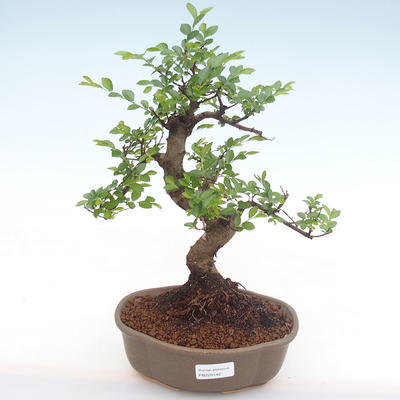 Kryty bonsai - Ulmus parvifolia - Wiąz mały liść PB220142 - 1