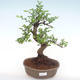 Kryty bonsai - Ulmus parvifolia - Wiąz mały liść PB220142 - 1/3