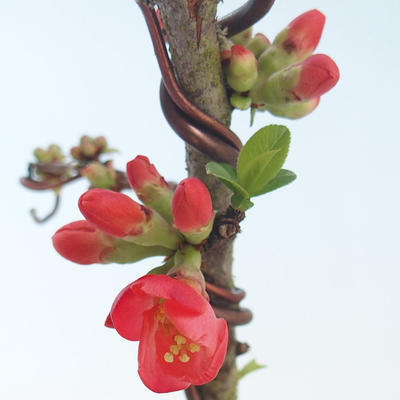 Outdoor bonsai - spec Chaenomeles. Rubra - Pigwa VB2020-142 - 1