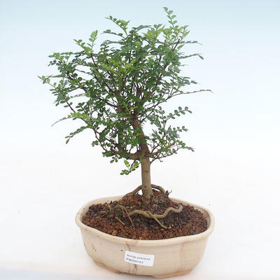 Kryty bonsai - Zantoxylum piperitum - Drzewo pieprzowe PB220143 - 1