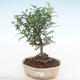 Kryty bonsai - Zantoxylum piperitum - Drzewo pieprzowe PB220143 - 1/4