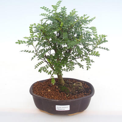 Kryty bonsai - Zantoxylum piperitum - Drzewo pieprzowe PB220144 - 1