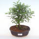 Kryty bonsai - Zantoxylum piperitum - Drzewo pieprzowe PB220144 - 1/4