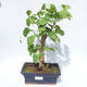 Outdoor bonsai - Ginkgo biloba - 1/4