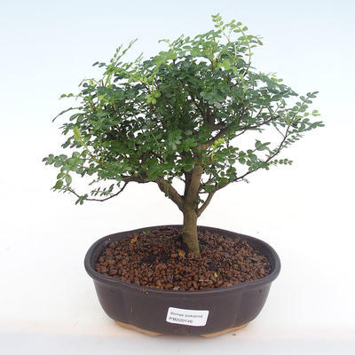 Kryty bonsai - Zantoxylum piperitum - Drzewo pieprzowe PB220146 - 1