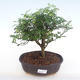 Kryty bonsai - Zantoxylum piperitum - Drzewo pieprzowe PB220146 - 1/4