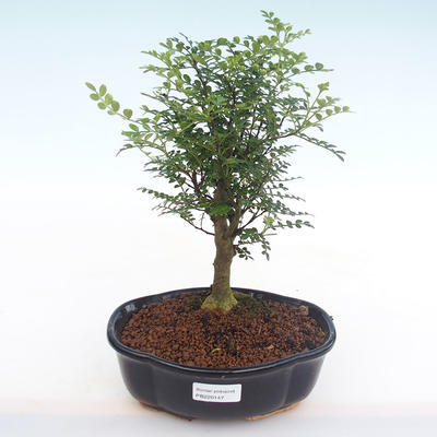 Kryty bonsai - Zantoxylum piperitum - Drzewo pieprzowe PB220147 - 1