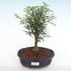 Kryty bonsai - Zantoxylum piperitum - Drzewo pieprzowe PB220147 - 1/4