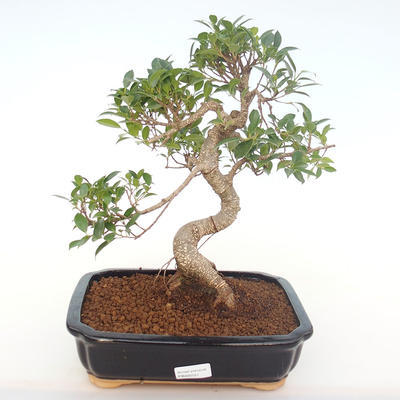 Kryty bonsai - Ficus retusa - ficus mały liść PB220151 - 1