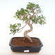 Kryty bonsai - Ficus retusa - ficus mały liść PB220151 - 1/2