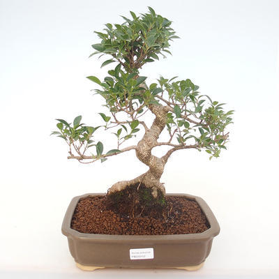 Kryty bonsai - Ficus retusa - ficus mały liść PB220152 - 1