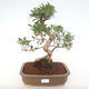 Kryty bonsai - Ficus retusa - ficus mały liść PB220152 - 1/2