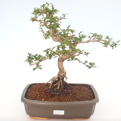 Kryty bonsai - Carmona macrophylla - Tea fuki PB220155 - 1